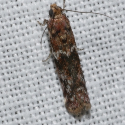Ephestiopsis oenobarella (a Phycitine moth) at Freshwater Creek, VIC - 25 Feb 2024 by WendyEM