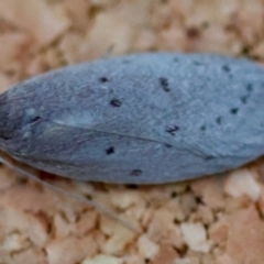 Chezala privatella (A Concealer moth) at Broulee Moruya Nature Observation Area - 12 Apr 2024 by LisaH