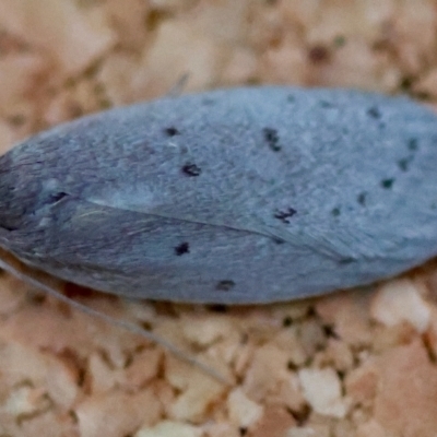 Acantholena siccella at Broulee Moruya Nature Observation Area - 12 Apr 2024 by LisaH