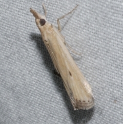 Faveria tritalis (Couchgrass Webworm) at WendyM's farm at Freshwater Ck. - 25 Feb 2024 by WendyEM