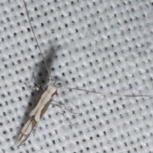 Acrocercops axinophora at Freshwater Creek, VIC - 25 Feb 2024