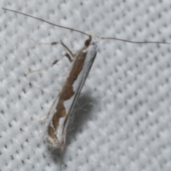 Dialectica scalariella (Echium Leaf Miner) at WendyM's farm at Freshwater Ck. - 25 Feb 2024 by WendyEM