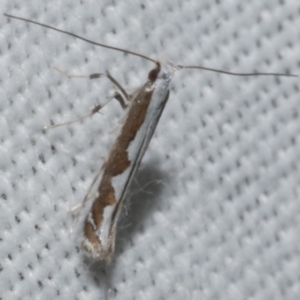 Dialectica scalariella at Freshwater Creek, VIC - 25 Feb 2024