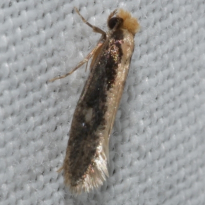 Monopis crocicapitella (Bird Nest Moth) at WendyM's farm at Freshwater Ck. - 25 Feb 2024 by WendyEM