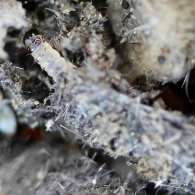 Tineoidea (superfamily) (Clothes and Bag moths, and close relatives) at Broulee Moruya Nature Observation Area - 12 Apr 2024 by LisaH