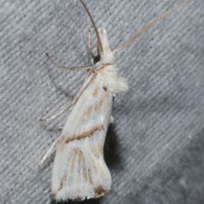 Heliocosma argyroleuca (A tortrix or leafroller moth) at WendyM's farm at Freshwater Ck. - 25 Feb 2024 by WendyEM