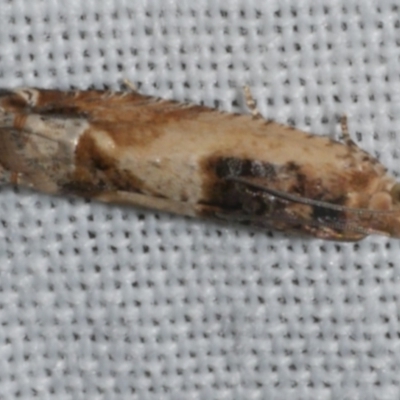 Crocidosema plebejana (Cotton Tipworm Moth) at WendyM's farm at Freshwater Ck. - 25 Feb 2024 by WendyEM