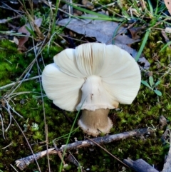 Unidentified Fungus at Broulee Moruya Nature Observation Area - 12 Apr 2024 by LisaH