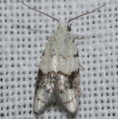 Tracholena sulfurosa (A tortrix moth) at WendyM's farm at Freshwater Ck. - 25 Feb 2024 by WendyEM