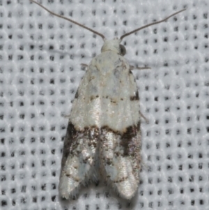 Tracholena sulfurosa at Freshwater Creek, VIC - 25 Feb 2024