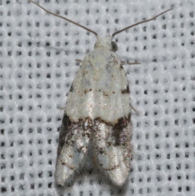 Tracholena sulfurosa (A tortrix moth) at WendyM's farm at Freshwater Ck. - 25 Feb 2024 by WendyEM