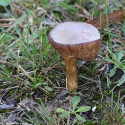 Unidentified Fungus at Moruya, NSW - 12 Apr 2024 by LisaH