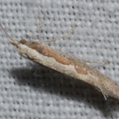 Plutella xylostella (Diamondback Moth) at WendyM's farm at Freshwater Ck. - 25 Feb 2024 by WendyEM