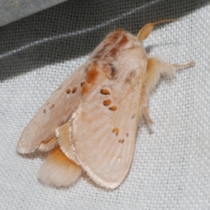 Pseudanapaea (genus) at Freshwater Creek, VIC - 25 Feb 2024