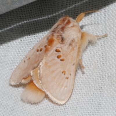 Pseudanapaea (genus) (A cup moth) at WendyM's farm at Freshwater Ck. - 25 Feb 2024 by WendyEM