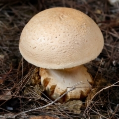 Amanita ochrophylla group at Broulee Moruya Nature Observation Area - 12 Apr 2024 by LisaH