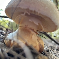 Amanita ochrophylla group at Moruya, NSW - suppressed