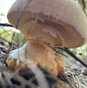 Amanita ochrophylla group at Moruya, NSW - 12 Apr 2024