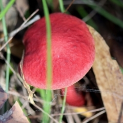 Boletellus obscurecoccineus (Rhubarb Bolete) at Broulee Moruya Nature Observation Area - 12 Apr 2024 by LisaH