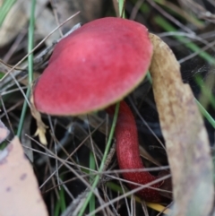 Boletellus obscurecoccineus at Moruya, NSW - suppressed
