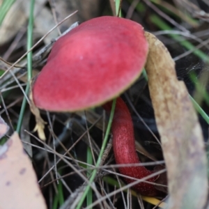 Boletellus obscurecoccineus at Moruya, NSW - 12 Apr 2024