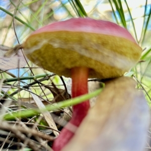 Boletellus obscurecoccineus at Moruya, NSW - suppressed
