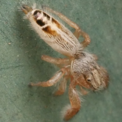 Thyene concinna at WendyM's farm at Freshwater Ck. - 25 Feb 2024 by WendyEM