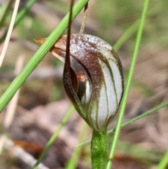 Pterostylis pedunculata (Maroonhood) at Paddys River, ACT - 22 Oct 2023 by Venture