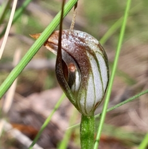 Pterostylis pedunculata at Tidbinbilla Nature Reserve - suppressed