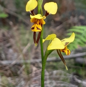 Diuris sulphurea at Tidbinbilla Nature Reserve - suppressed