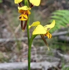 Diuris sulphurea at Tidbinbilla Nature Reserve - suppressed