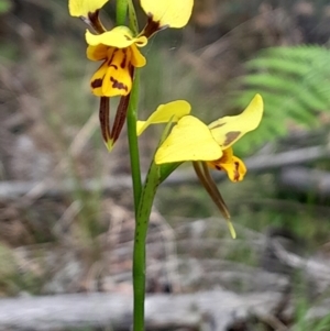 Diuris sulphurea at Tidbinbilla Nature Reserve - suppressed