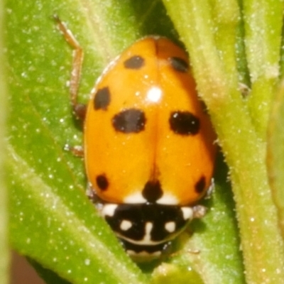 Hippodamia variegata (Spotted Amber Ladybird) at WendyM's farm at Freshwater Ck. - 25 Feb 2024 by WendyEM