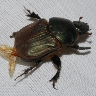 Onitis sp. (genus) at Freshwater Creek, VIC - 26 Feb 2024 by WendyEM