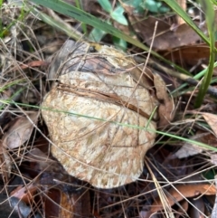 Boletellus sp. (Boletellus) at Moruya, NSW - 12 Apr 2024 by LisaH