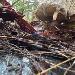 Boletellus sp. at Moruya, NSW - suppressed