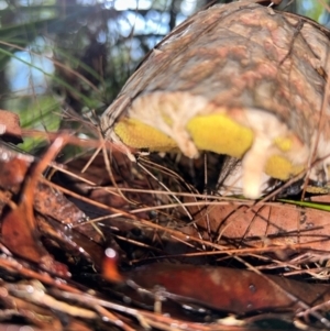 Boletellus sp. at Moruya, NSW - suppressed