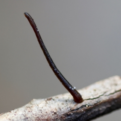 Hirudinea sp. (Class) (Unidentified Leech) at Broulee Moruya Nature Observation Area - 12 Apr 2024 by LisaH