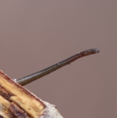 Hirudinea sp. (Class) at Moruya, NSW - suppressed