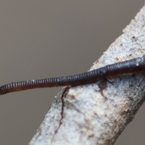 Hirudinea sp. (Class) at Moruya, NSW - suppressed