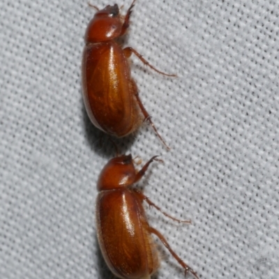 Heteronyx sp. (genus) (Scarab beetle) at Freshwater Creek, VIC - 25 Feb 2024 by WendyEM