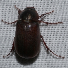 Unidentified Scarab beetle (Scarabaeidae) at WendyM's farm at Freshwater Ck. - 25 Feb 2024 by WendyEM