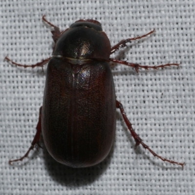 Unverified Scarab beetle (Scarabaeidae) at Freshwater Creek, VIC - 25 Feb 2024 by WendyEM