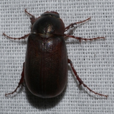 Unidentified Scarab beetle (Scarabaeidae) at suppressed - 25 Feb 2024 by WendyEM