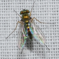 Dolichopodidae sp. (Family) at WendyM's farm at Freshwater Ck. - 25 Feb 2024 by WendyEM