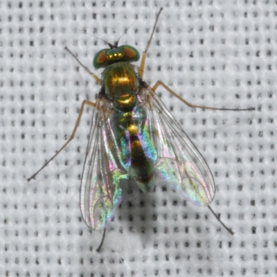 Dolichopodidae sp. (Family) at Freshwater Creek, VIC - 25 Feb 2024 by WendyEM