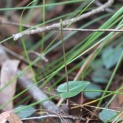 Acianthus sp. (Mayflower Orchid) at Broulee Moruya Nature Observation Area - 12 Apr 2024 by LisaH