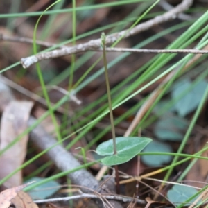 Acianthus sp. at Moruya, NSW - 12 Apr 2024