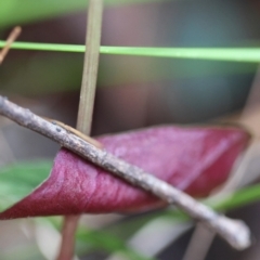 Acianthus sp. at Moruya, NSW - suppressed