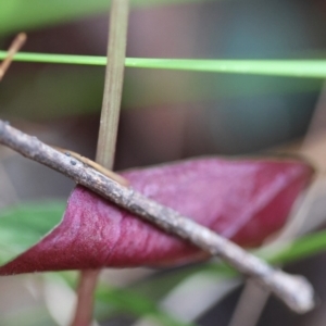 Acianthus sp. at Moruya, NSW - suppressed